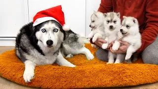 The Cutest Husky Puppies! My Dog are Fleeing From Puppies