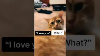 Funny Cats #FunnyCats #Compilation #2021 #Trends​ #Wanttrends​ #funny​ #tiktok #shorts