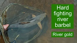 Yorkshire river barbel