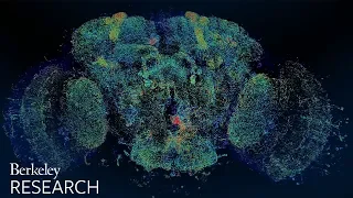 Explore a 3D map of a fly's brain