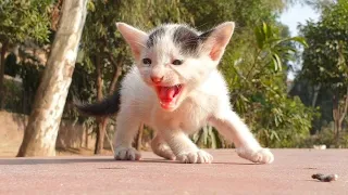 Baby kittens found on a small street 😿 Waiting For Someone To Save It