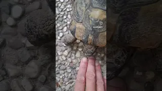 tartaruga coccolona