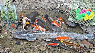 Catch colorful ornamental fish, koi fish, catfish, goldfish, betta fish, snakehead fish, turtles