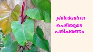 How to grow and care Philodendron red emerald plant