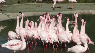 Flamingos at Safari Park