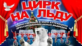 Краснодарский цирк на льду 🐻‍❄️ Путешествие белых медведей