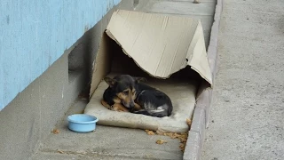 Homeless dog living in a cardboard box gets rescued & has a heartwarming transformation #Howlofadog