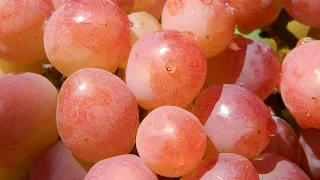 Виноградные жемчужины (Grape pearl) 2015