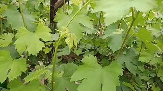 Зелені операції при цвітінні винограду