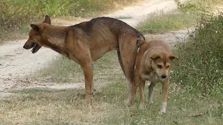Dog matt Successful dog meeting video in village for the summer season। rural dogs first time speed