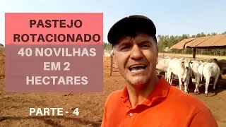 #4  PROJETO PASTEJO ROTACIONADO , COMO PASSAR COM 40 NOVILHAS EM 2 HECTARES