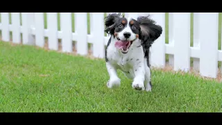 Springer Spaniel Loves Bubbles | Myrtle Beach Pet Sitting