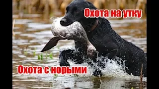 Охота на утку | Охота с норыми