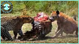 Hyenas Steal Prey From Leopards🐆 - Animal Fight