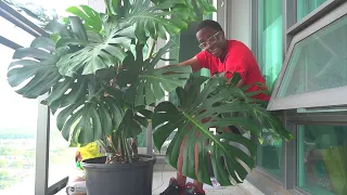 No, you cant just keep repotting your Monstera