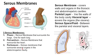 Chapter 1I   Serous Membranes