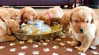 10 PUPPIES EAT THEIR 1ST MEAL!!