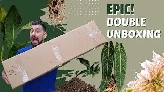 Rare Plant Unboxing | Importing wishlist houseplants from Ecuador | Ecuagenera & Soil Ninja