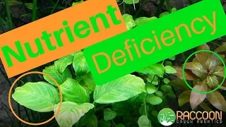 How I Diagnosed and Fixed NUTRIENT DEFICIENCY in My AQUARIUM PLANTS