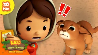 Sad Cat Gets Scolded! 😿 | Desert Compilation | Leo the Wildlife Ranger | Kids Cartoons