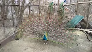 Павлин в Пензенском зоопарке.