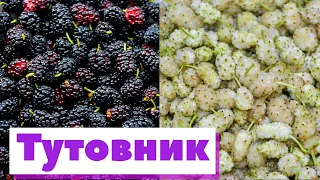 Шелковица/Тутовник | Как это сделано