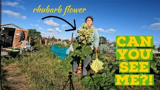 dealing with HUGE RHUBARB flower & RECIPES