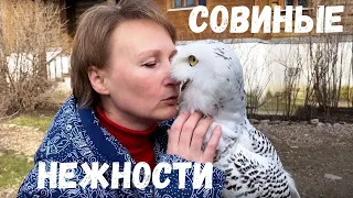 Полярная сова Добрыня. Ответы на вопросы.