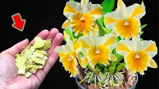Don't Throw It Away! It Makes Orchids Explode With Lots Of Beautiful Flowers