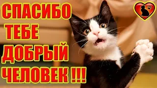 Как Кошки Говорят Нам Спасибо?! 9 признаков кошачьей благодарности!