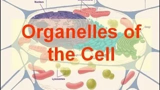 Organelles of the Cell