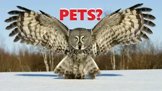 can great grey owls be pets ?