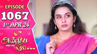 Anbe Vaa Serial | Episode 1067 | 1st Apr 2024 | Virat | Shree Gopika | Saregama TV Shows Tamil