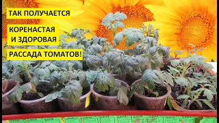 Пикировка томатов от А до Я со всеми подробностями. Что нужно знать о пикировке?