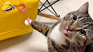 New Funny Videos 2024 😍 Cutest Cats and Dogs 🐱🐶 Part 20