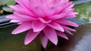 N. Wimolrat water lily #2