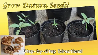 Grow Datura Seeds: Step-by-Step Directions with Results (English)