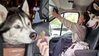 Husky and Daughter Together Again | Always A Hilarious Day!