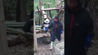 Panda Nanny Looking More Tired With The Baby Panda’s Help | iPanda #shorts