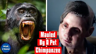 Chimpanzee Attack | The Story of Travis The Chimp and Charla Nash | Well, I Never