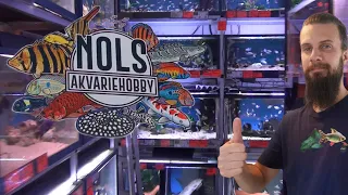 A visit to Nols aquariumhobby. (fishtour)