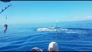 600 pound blue marlin fishing in Madeira amazing fish