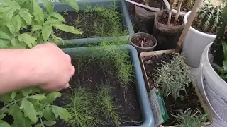 Выращивание рассады спаржи.