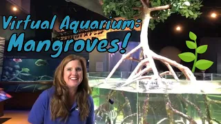 Mangrove Aquarium: Florida's Most Unique Sea Plants | Virtual Aquarium Talks