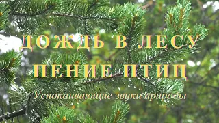 Дождь в лесу - Пение птиц - 8 часов - Звуки природы для хорошего сна