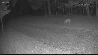Neighbors react to coyote and fox sightings
