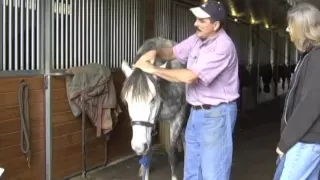 Horse Massage: Releasing the Horse's Poll Using Head-Down Technique using the Masterson Method®