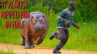 2 Horrific & Graphic Hippo Mauling Stories