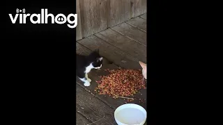Stealthy Raccoon Pilfers Kitten Food || ViralHog