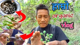 हाम्रो organic vlog || धेरै दिन पछि माछा मार्दै वनपाखामा रमाइलो गर्दै with friends